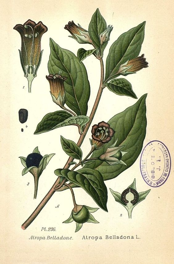 belladonna scheda botanica